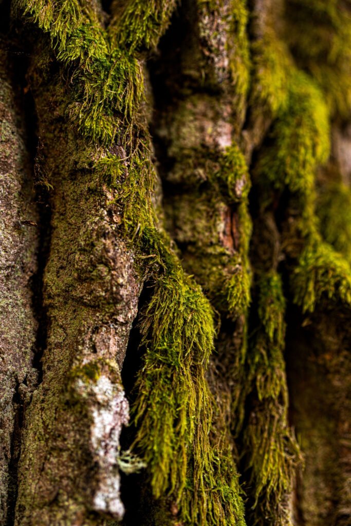 Kas bendra tarp šimtametės močiutės ir samanomis apaugusio pušyno?